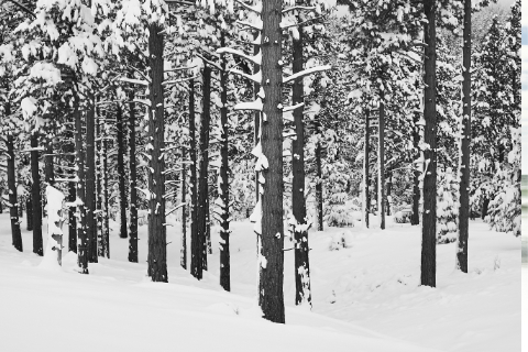 snowy-pines