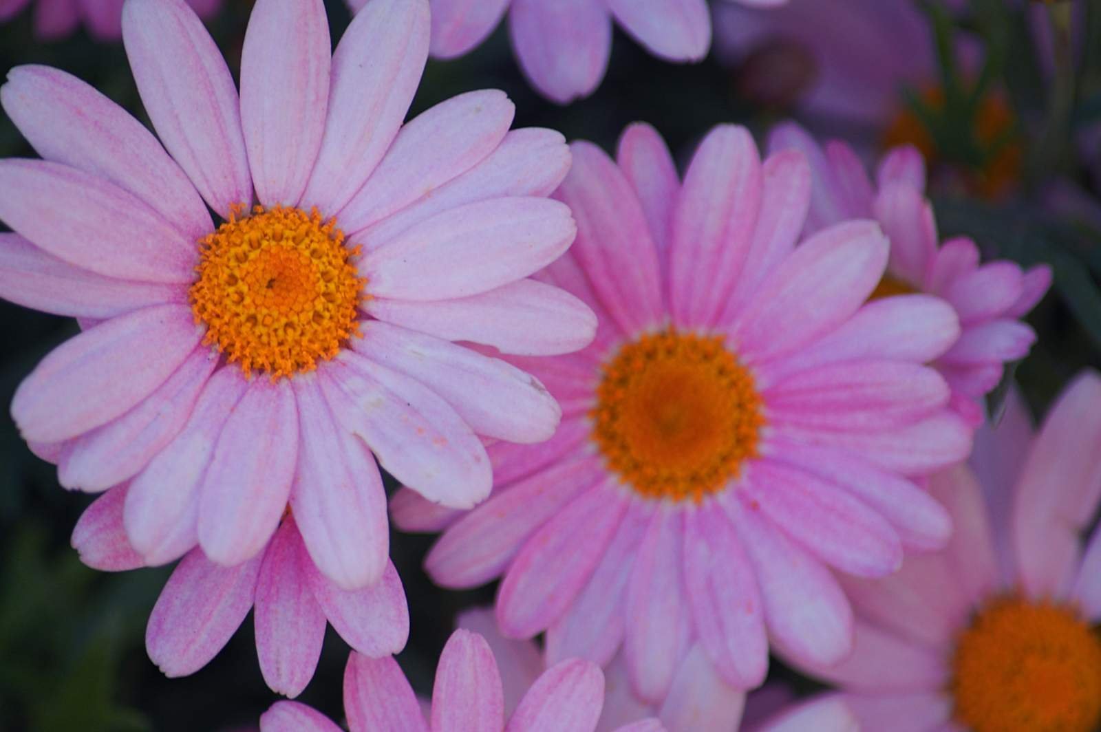 daisies for our lady