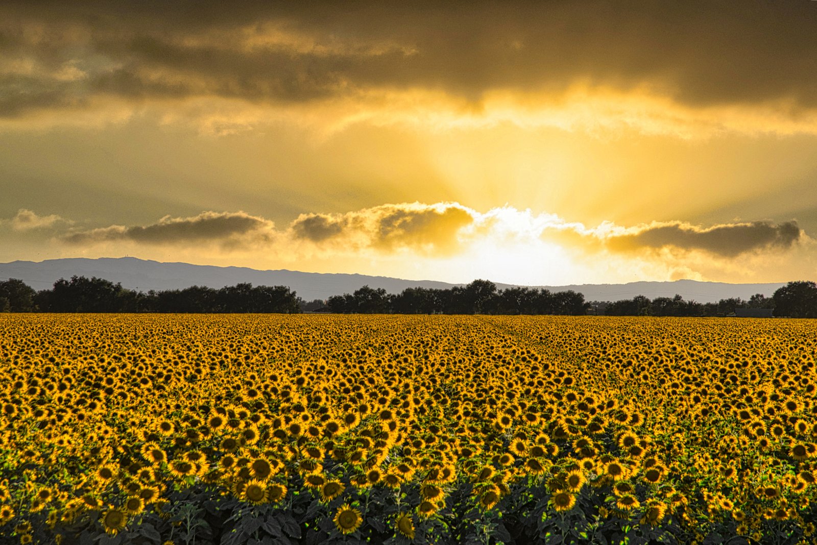 sunflowers
