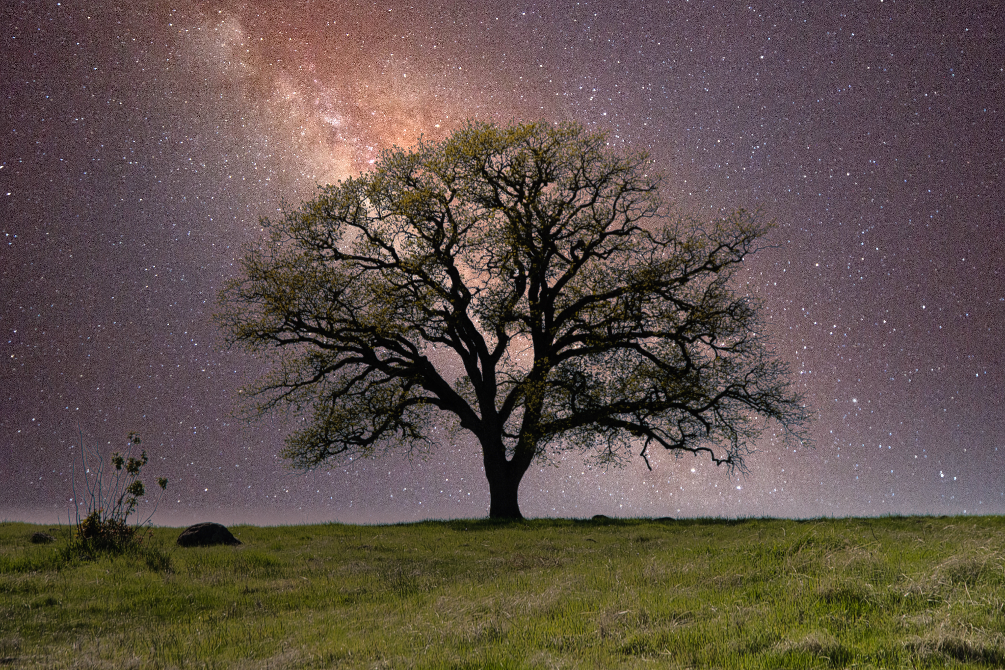 twisted oak