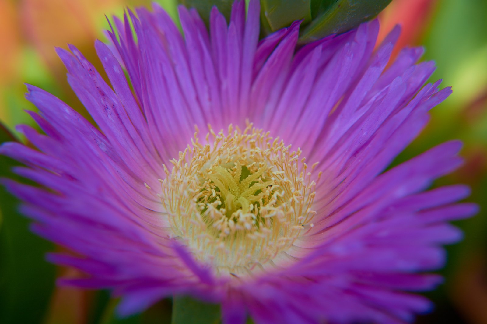 wild flower