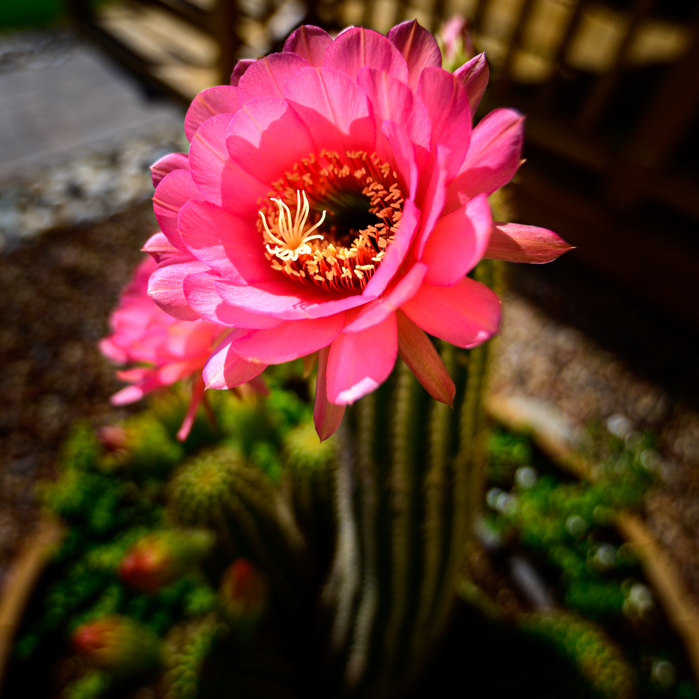 summertime-cactus-flowers_file_1.jpg