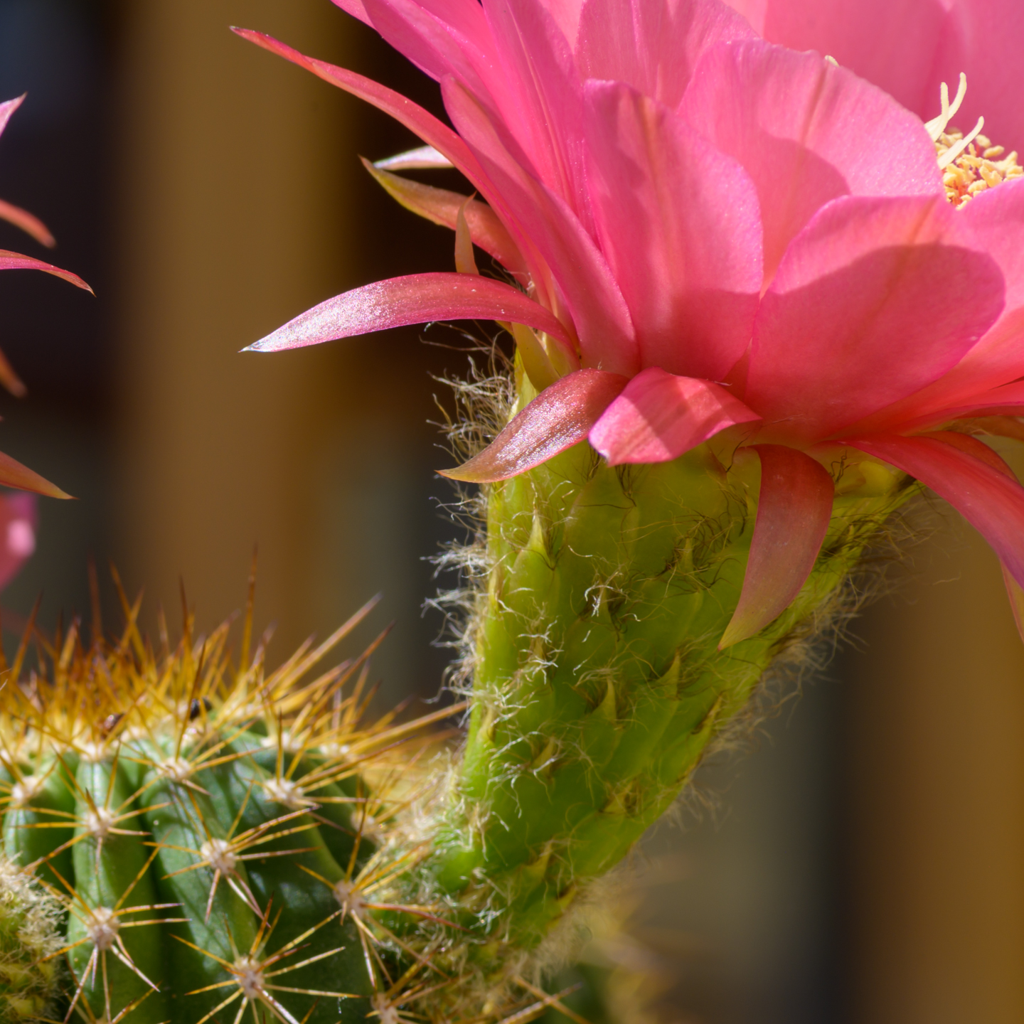 summertime-cactus-flowers_file_2.jpg
