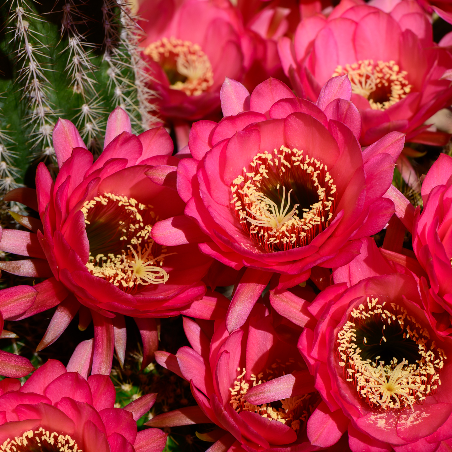 summertime-cactus-flowers_file_3.jpg
